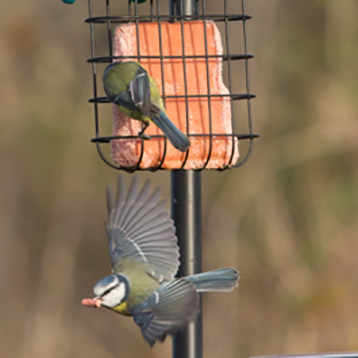 High Energy Suet Block - with Berries