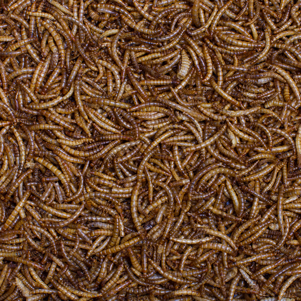 Dried Mealworms